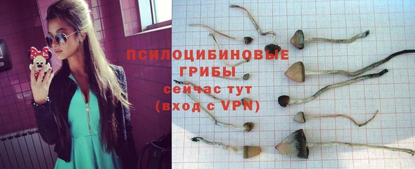 прущие грибы Каменногорск
